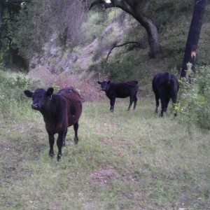 Ramona wildlife