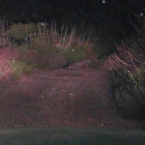 Ramona wildlife