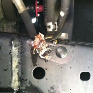 Found some mystery meat under the truck. Poor little guy.