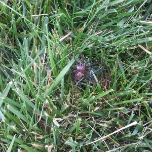 Crispy.... lesson to all spiders... dont f'ing jump at me!