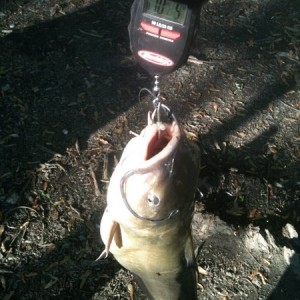 Catfish at Cogman1