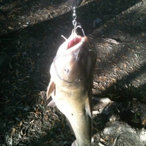 Catfish at Cogn