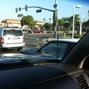 There's like 10 horses on that good...lol