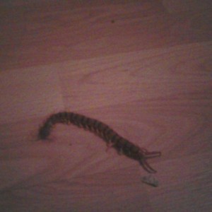 On my living room floor. kill it with fire!!!!