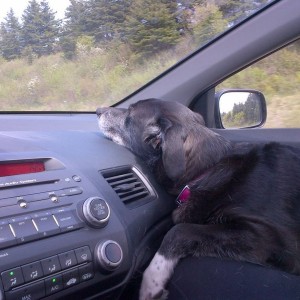 My old lazy dog on a road trip