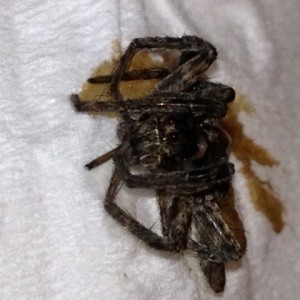 spider4