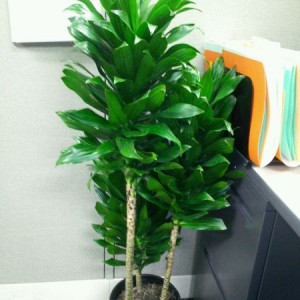 my new house plant