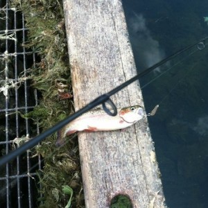 Friend got the first fish of the day.