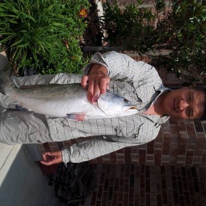 trout_1