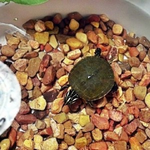 Baby painted turtle my gf found this morning... name?