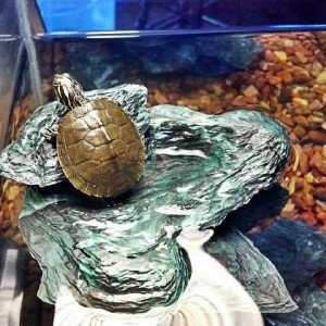 Leonardo in his new habitat, soaking up some fake rays