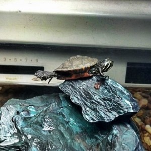 Leonardo planking