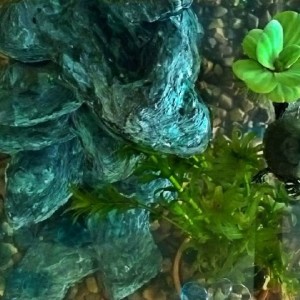 Leo floating on some sea grass