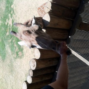 Fed a giraffe today