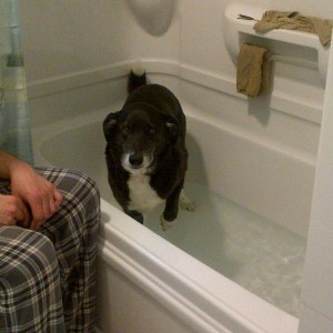 My dog hates baths