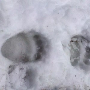 Big ol bear tracks...