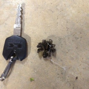 Big spider in the basement...awesome