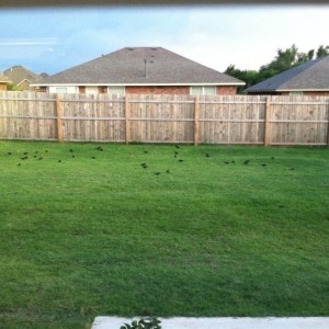 Little bastards are going after my grass seed...
