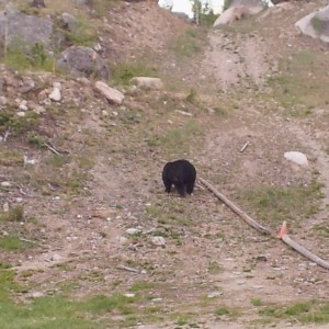 I just walked by this big old Black Bear! This guy was awesome Sent from my