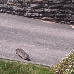 Baby ground hog, asking to be eatin with the amount of hawks around here.