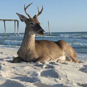 sand_deer