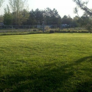 Lawn thread