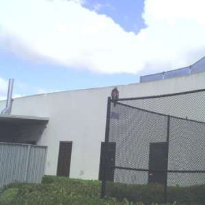 This red tailed hawk been chillin for an hour in the same spot.