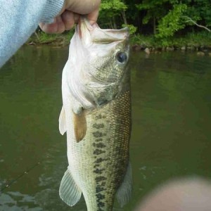 FAT