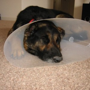 Bosco doing a 'Conehead' impression
