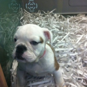 Please buy me Mr...:pout: