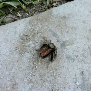 I have never seen one of these b4...