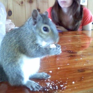 A friend's pet eating a lemon cookie.