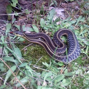 Looks like it ate a mouse or something.