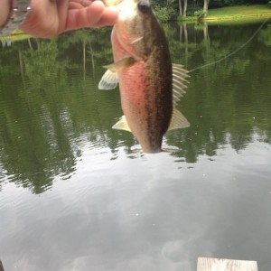 Monster bass. Don't be jealous