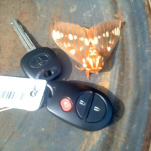 Holy Moth!!!