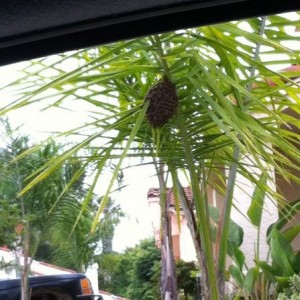 What an odd place to hive