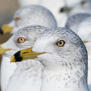 Seagulls