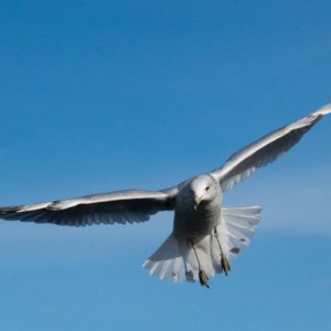 Seagull