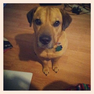 FAT missing from phoenixville PA area Riley is a sharpai/beagle mix