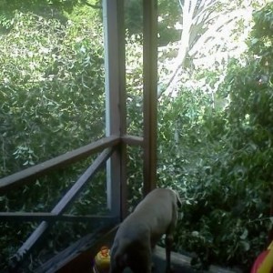 The bad: tree in my back yard decided to randomly fall down while i was at 