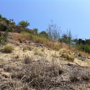 Job site 2day' Brush clearance mandatory by LAFD