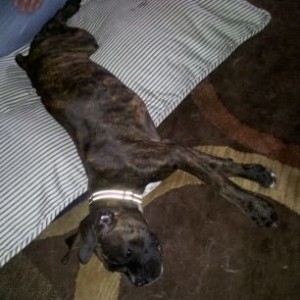 Our newest addition. Kali is a 3 month old boxer