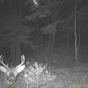 nov22011deer_016