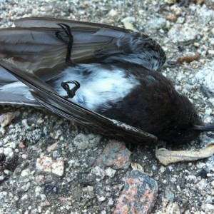 RIP......think it was a heart attack? Won't know more until the corone