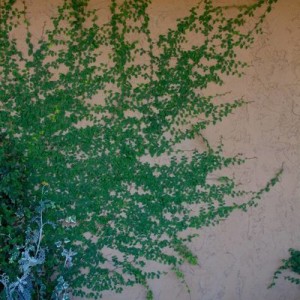 IMG_3447_2_