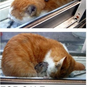 cat21