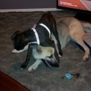 Dogs are getting along.