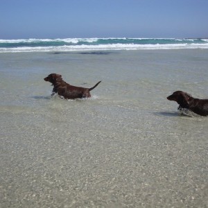 SeaDogs