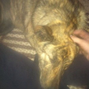 he makes me forget about all my problems :) i absolutely love my puppy :)