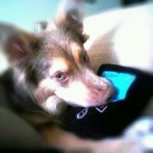 My deg uploading pics from his phone